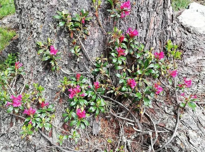 Waldesruh 阿泽皮茨陶