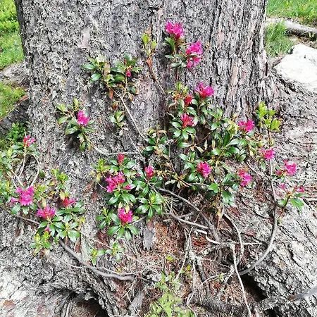 Waldesruh Arzl im Pitztal
